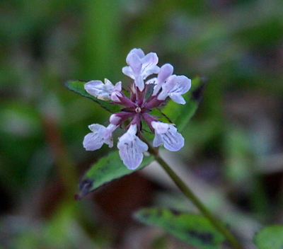 [At the top of a branch parallel to the ground is a pinwheel of six light violet blooms attached to a center which is dark purple. The blooms have dark purple stripes on their petals.]